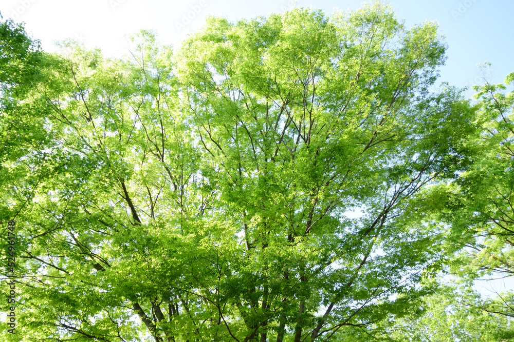 Fototapeta premium 新緑薫、初夏の陽気な気候に緑の公園も気持ちよく