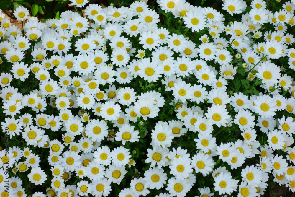 庭の美しい白いヒナギク、美しい植物のショット、自然の壁紙素晴らしい 庭の美しい白いヒナギク、美しい植物のショット、自然の壁紙素晴らしい