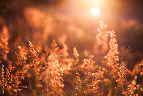 Beautiful pink grass seed heads in the afternoon light photo