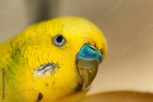 Close up of male budgie bird eye and beak with blue cere