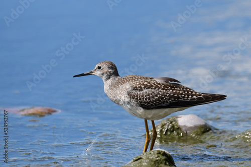 Lesser Yellowlegs sandpiper along the shore of Lake Ontario during migration