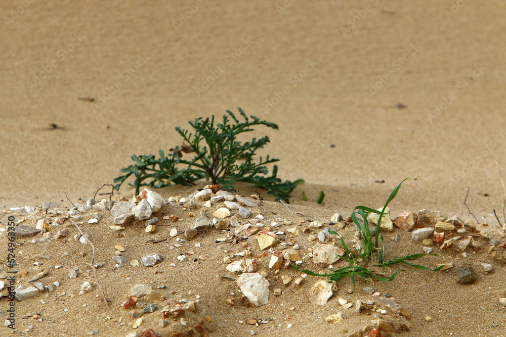Obraz premium Green plants and flowers grow on the sand in the desert.