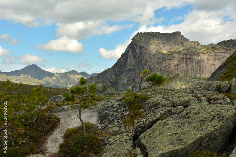 Young pine trees growing through cracks in the rocks against the backdrop of high mountains under a summer cloudy sky. Young pine trees growing through cracks in the rocks against the backdrop of high mountains under a summer cloudy sky.