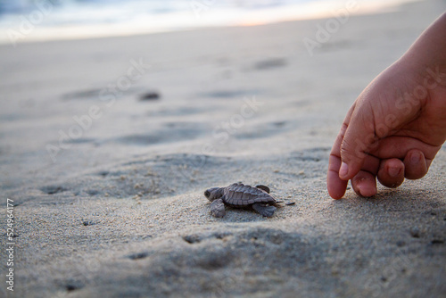 Foto Liberación de Tortugas en las costas de Oaxaca