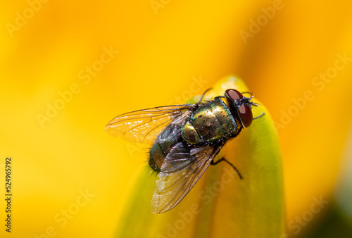 close up of a fly © Irene