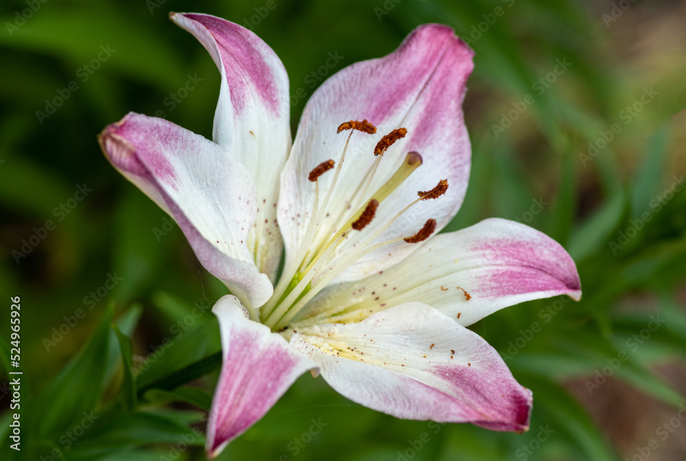 pink lily closeup