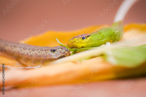 Tableau sur toile Caterpillar of hawk moth species, mimicking the head of a snake