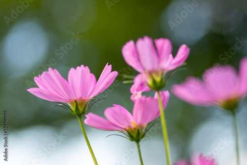 pink flower