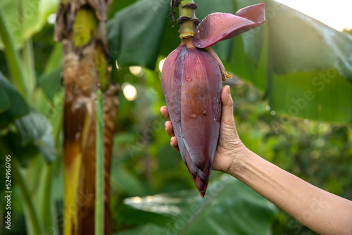 Woman's hand holding  banana blossom, banana flower hanging on a banana tree