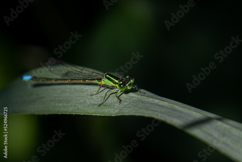 dragonfly on a leaf © Irene