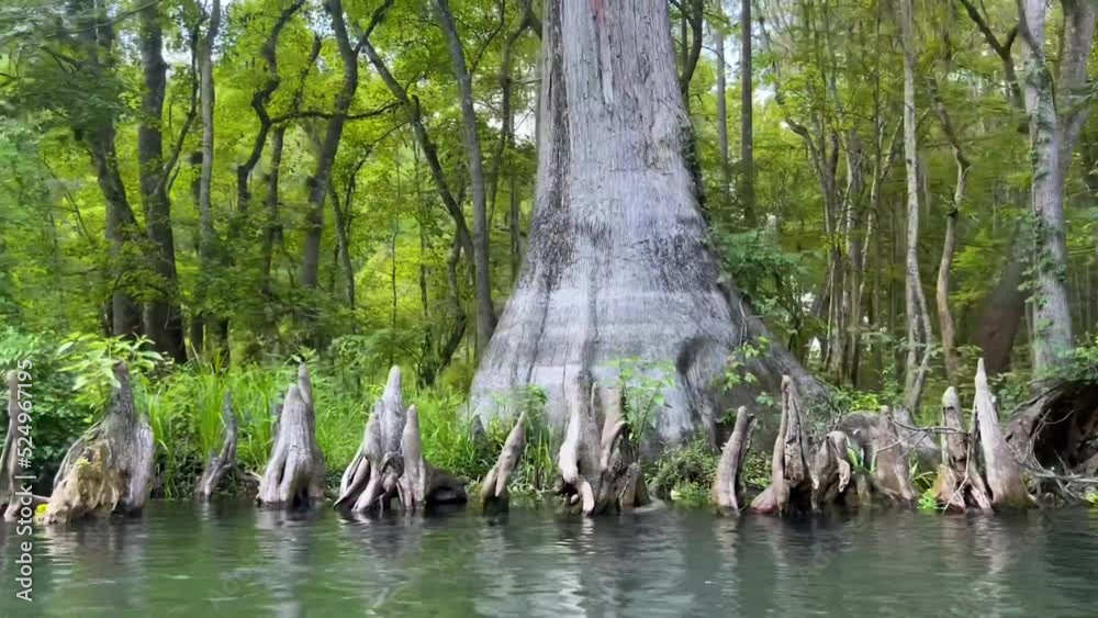 4k Floating and Tubing down Ichetucknee River in Florida crystal clear blue green water spring fed with cypress trees and grass and lily pads, moss and swamp land all around