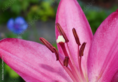 Pistil and stamens of an Asian hybrid lily of red-crimson color in a summer garden 