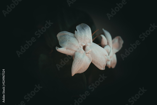 white lily flower