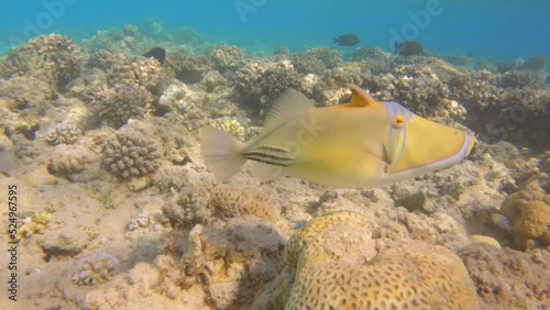 Picasso fish swimming in a coral reef, close up, slow motion photo