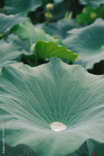 water lily leaf