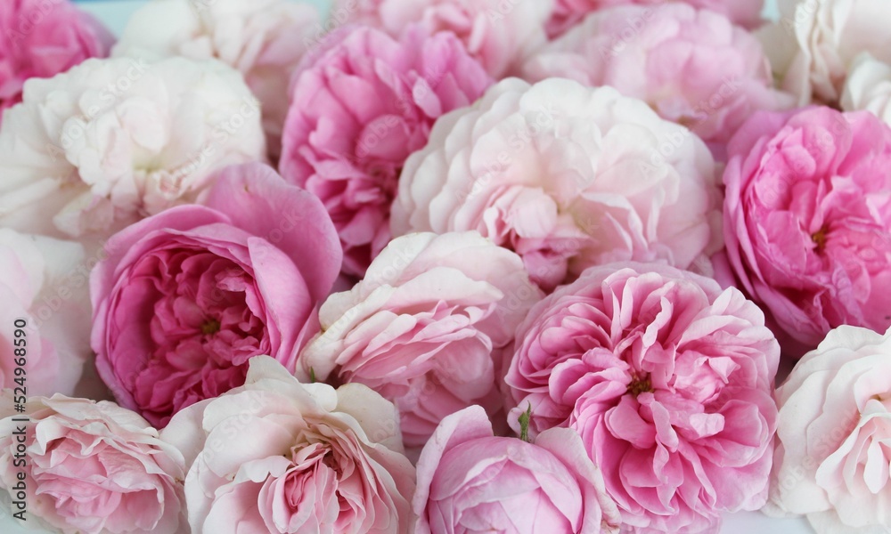 Solid background of pink roses. Close-up. Background for a greeting card. Solid background of pink roses. Close-up. Background for a greeting card.