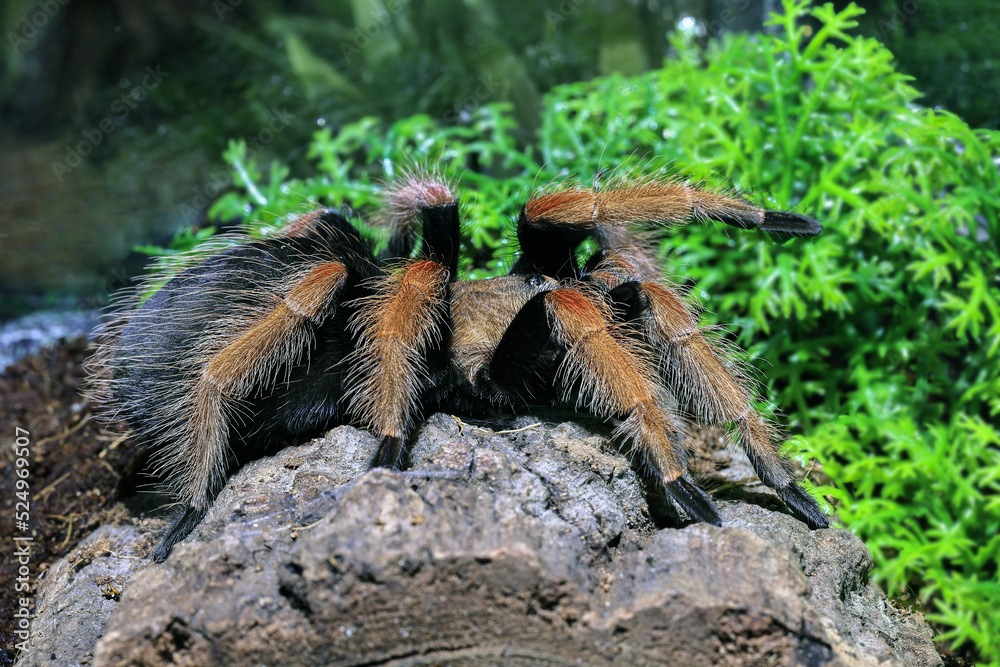Macro tarantula spider on the ground. Tarantula spider Brachypelma