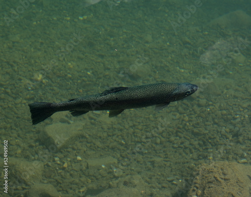 Selective focus and motion blur of Blausee trout fish swimming in clear Blausee Lake.