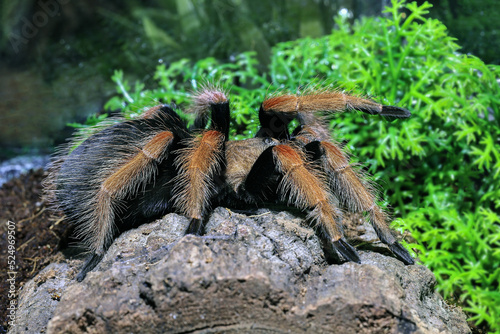 Macro tarantula spider on the ground. Tarantula spider Brachypelma boehmei aka Mexican fireleg with distinct red legs. photo