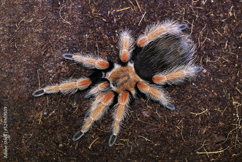 Macro tarantula spider on the ground. Tarantula spider Brachypelma boehmei aka Mexican fireleg with distinct red legs.