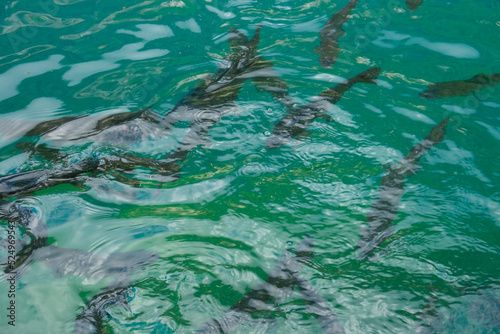Motion blur abstract picture of moving water caused by moving trout in it at Lake Blausee. © NajmiArif