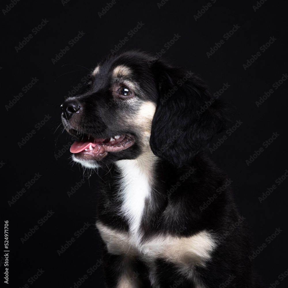 Puppy dog portrait on black background studio shoot