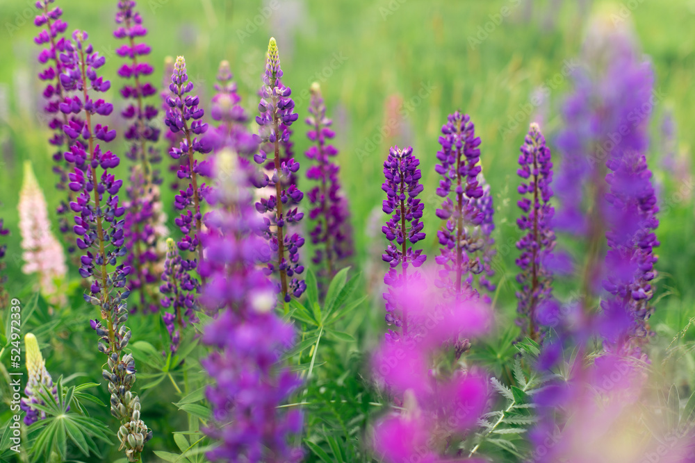 Fototapeta premium Flowers of wild plants Lupinus in a field among greenery. Front view.