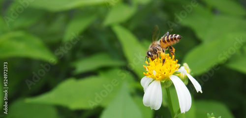 Close up of a bee collecting pollen on a yellow flower, Macro photography, Bee on flower. © Dragora