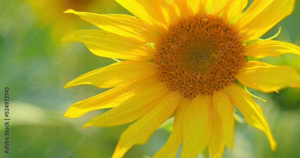 Sunflower close-up in the field background. Sunny bright day. Beauty in nature. Agriculture concept.