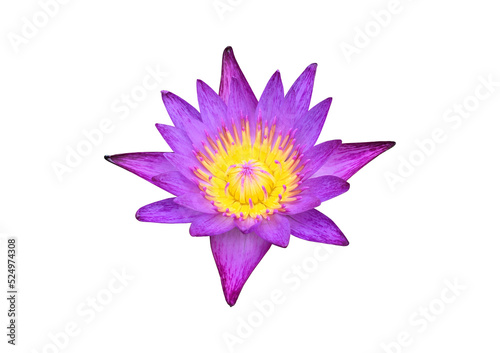 Isolated waterlily or lotus flowers.