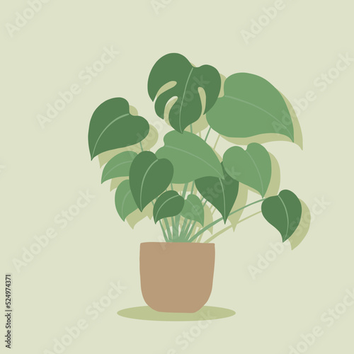 Simplicity monstera plant freehand drawing flat design.
