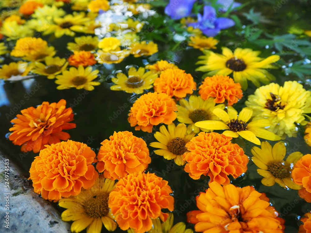 水に浮かべられた花 水に浮かべられた花