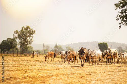 Indian cows eating grass and walking in field haryana, India. Indian village life of cows.