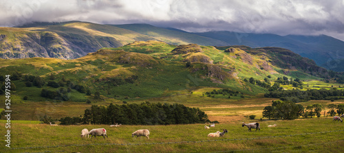 Panoramic view of mountain range in English Lake District  sheep grazing in valley
