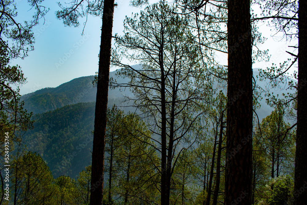 Obraz premium sunset in the forest