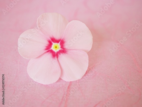 Pink flower Periwinkle Madagascar ,Catharanthus roseus ,isolated on white background ,bright eyes ,Cape periwinkle ,graveyard plant ,old maid ,rose periwinkle ,annual vinca multiflora ,Apocynaceae 