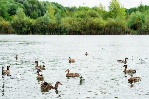 ducks swim on the lake in the park