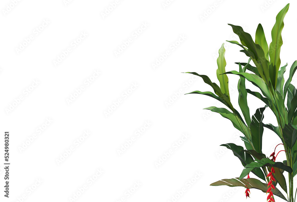 Tropical plants on a transparent background
Tropical plants on a transparent background