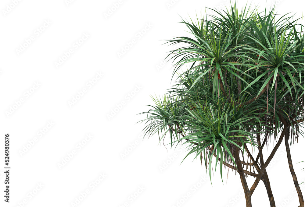 Tropical plants on a transparent background
