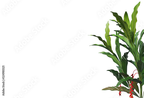 Tropical plants on a transparent background 