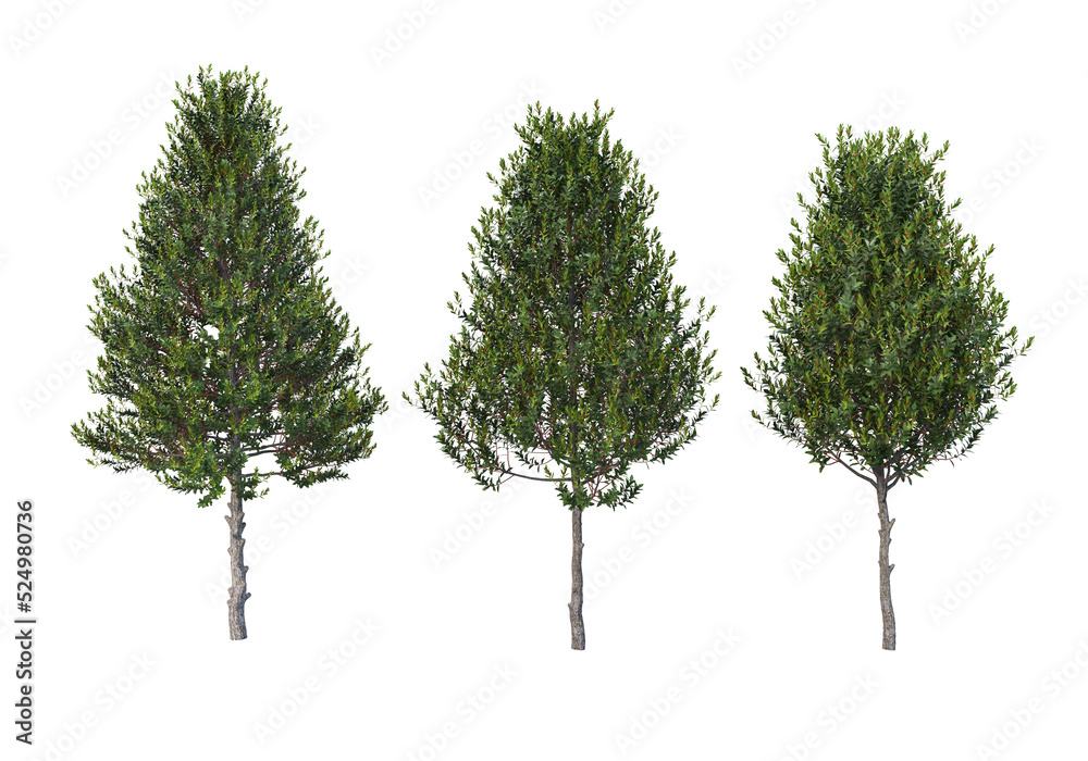 Shrubs and flower on a transparent background
Shrubs and flower on a transparent background