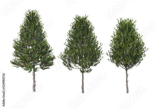 Shrubs and flower on a transparent background 