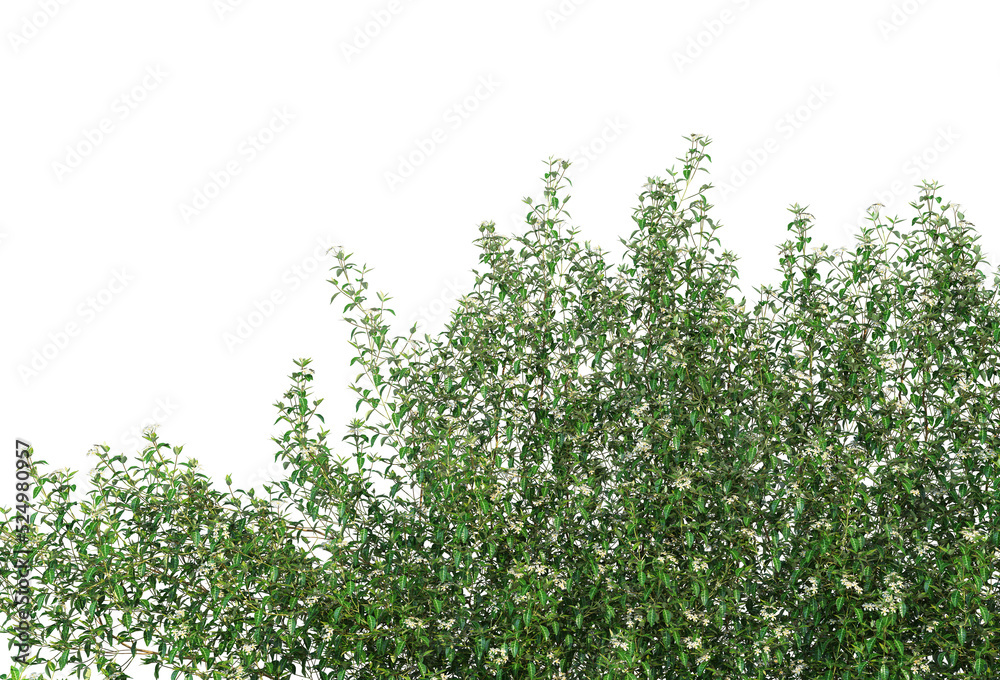 Fototapeta premium Ivy on a transparent background 