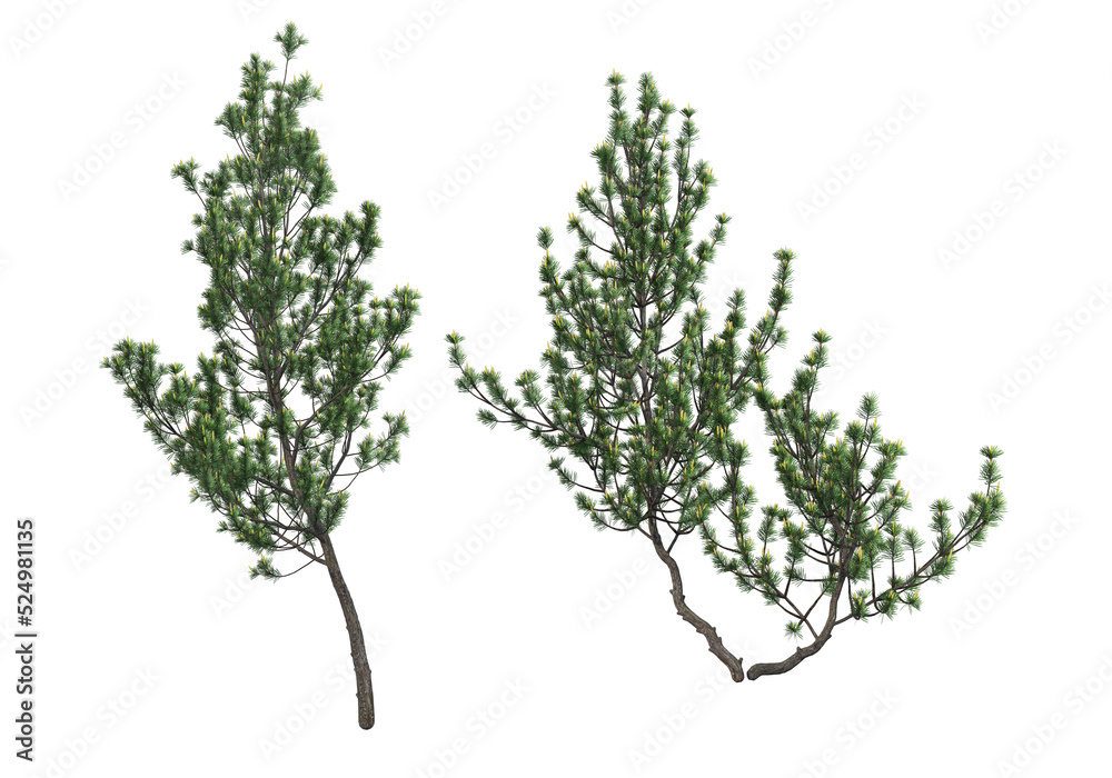 Obraz premium Pine trees on a transparent background 