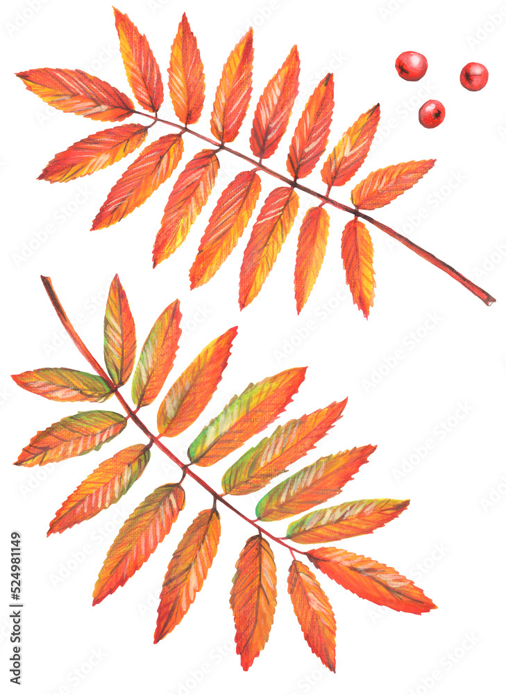 Colorful autumn rowan leaves. Isolated image on a white background. Used yellow, green, red, burgundy colors. Drawing in gouache and watercolor. Colorful autumn rowan leaves. Isolated image on a white background. Used yellow, green, red, burgundy colors. Drawing in gouache and watercolor.