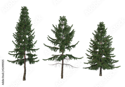 Pine trees on a transparent background 