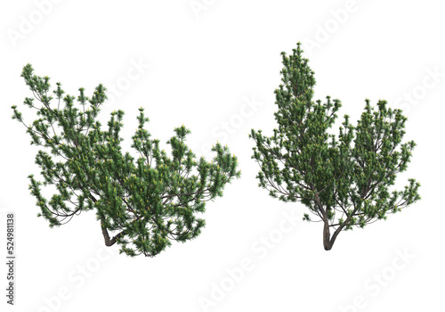 Pine trees on a transparent background 