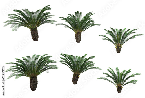 Tropical plants on a transparent background 