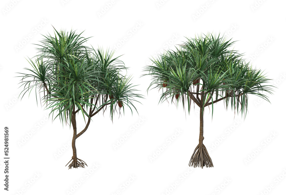 Fototapeta premium Tropical plants on a transparent background 