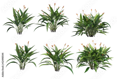 Tropical plants on a transparent background 